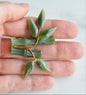 Vintage 1970s Carved Nephrite Jade Bamboo Brooch - Mid Century Style Pin in Original "Made in Taiwan ROC" Presentation Box