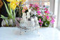 Antique Silver Plated Cruet and Condiment Set, Salt and Pepper Shakers with Caddy